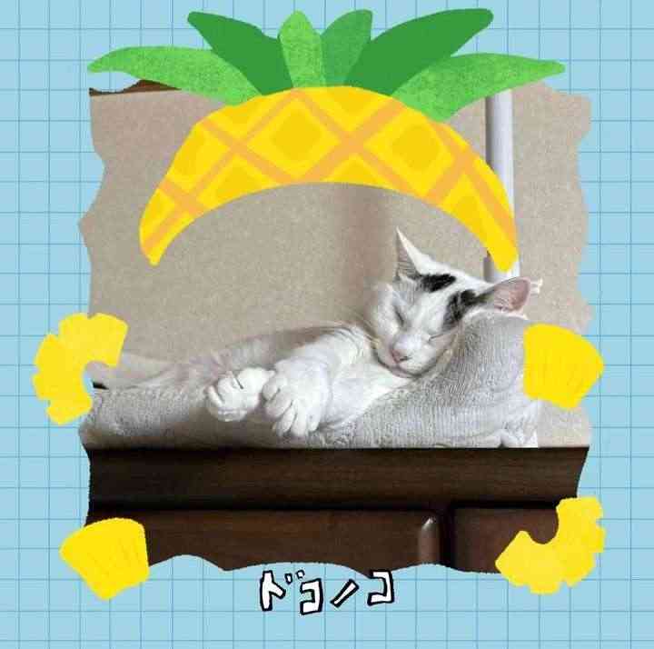 がるちゃん猫カフェ125号店開店しました♪(初めての方も大歓迎♪)