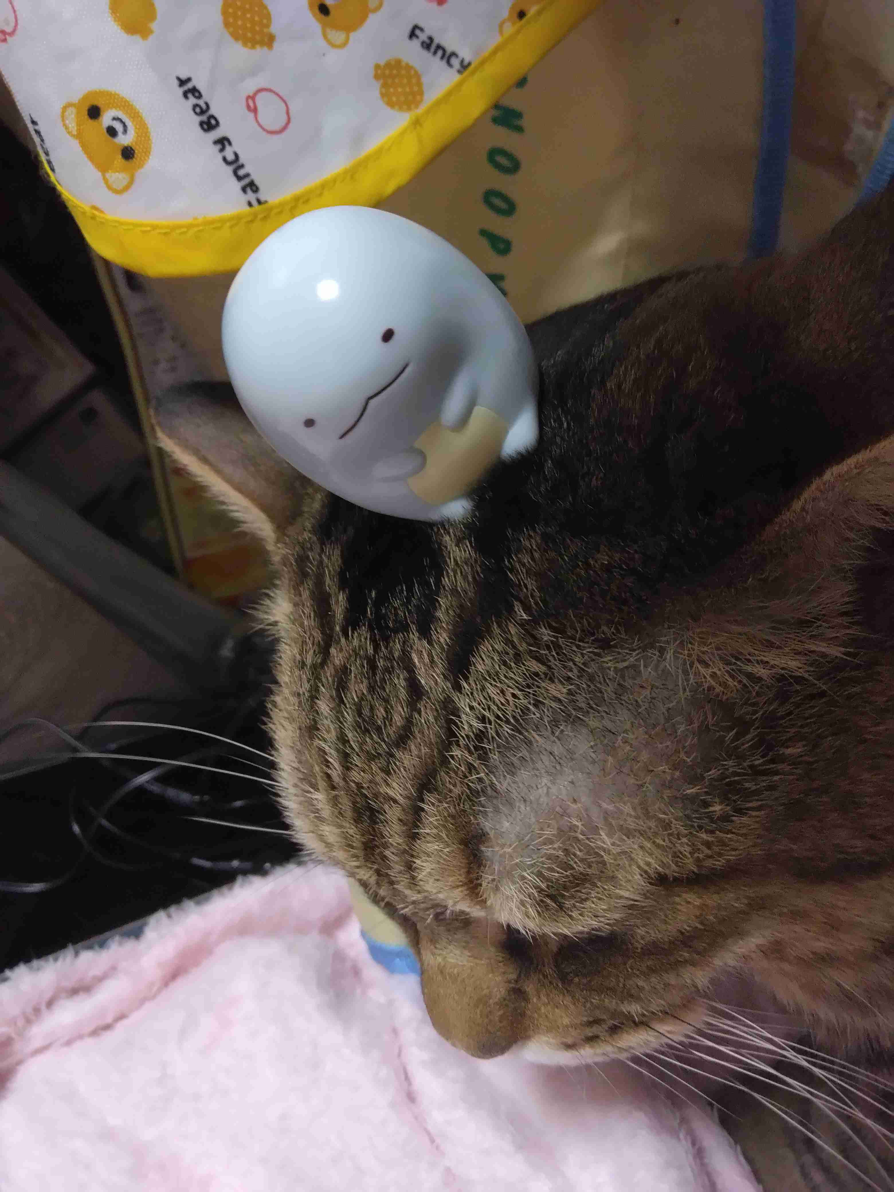 がるちゃん猫カフェ125号店開店しました♪(初めての方も大歓迎♪)