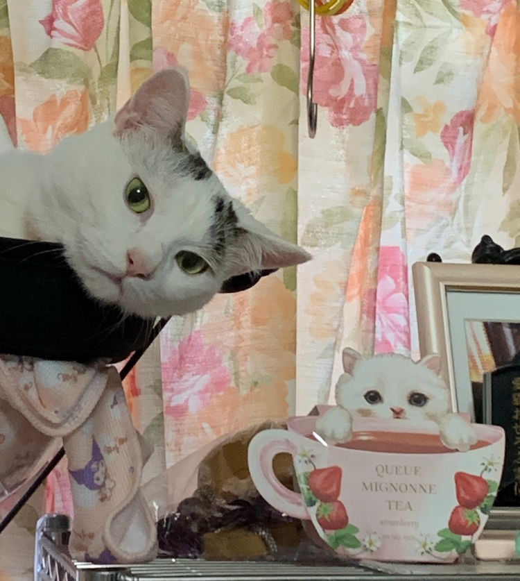 がるちゃん猫カフェ125号店開店しました♪(初めての方も大歓迎♪)