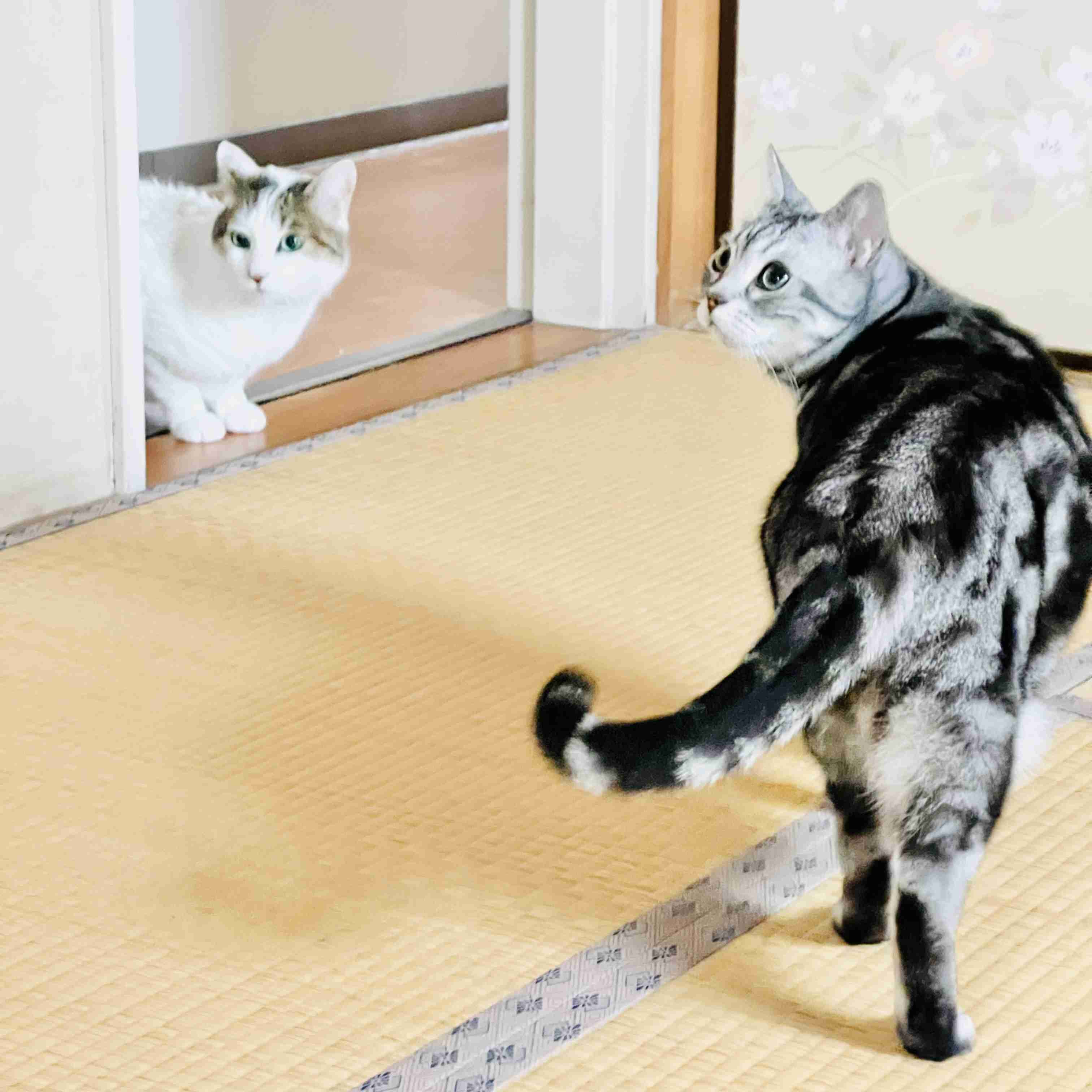 がるちゃん猫カフェ125号店開店しました♪(初めての方も大歓迎♪)