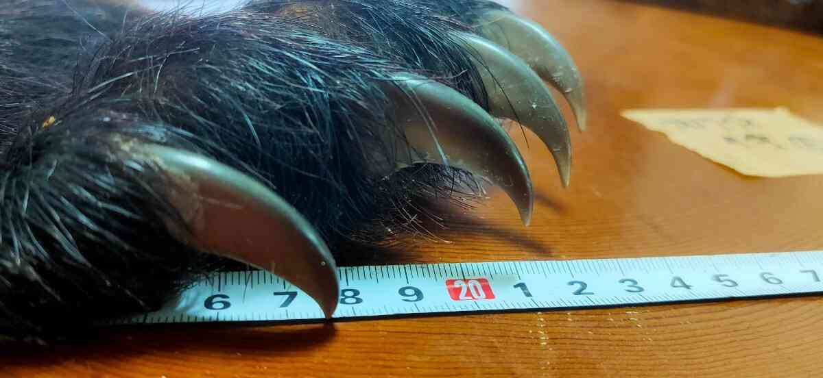 「クマと5分ほど格闘した」キノコ採りの61歳男性が顔面や全身に傷 親族の家へ逃げ込み救急搬送 警察が付近の住民に注意呼びかけ