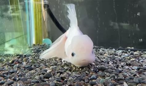季節の変わり目のペットの不調について