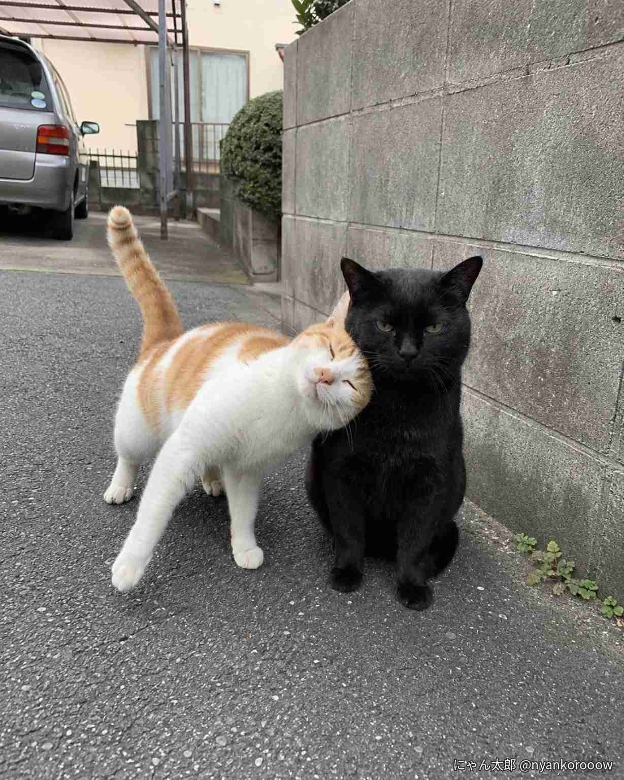 ペット飼ってる方、 シニア以降、健康診断2回とペットドッグ受けてますか?