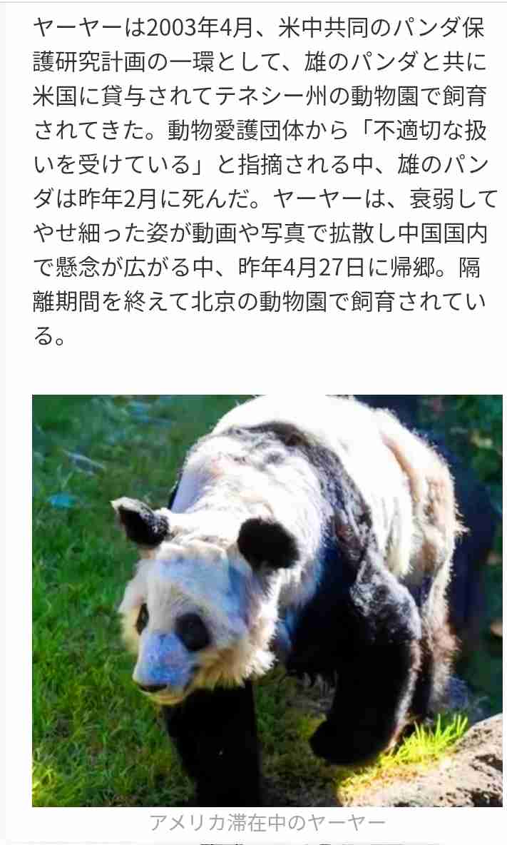 中国の「パンダ外交」、2頭がアトランタへ-訪米中の習近平氏が発表