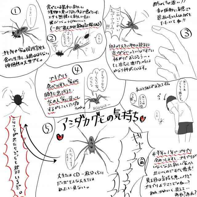 【HELP】巨大蜘蛛が出たーーーーーーーーーーーー