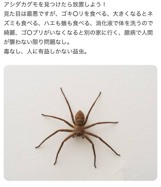 【HELP】巨大蜘蛛が出たーーーーーーーーーーーー