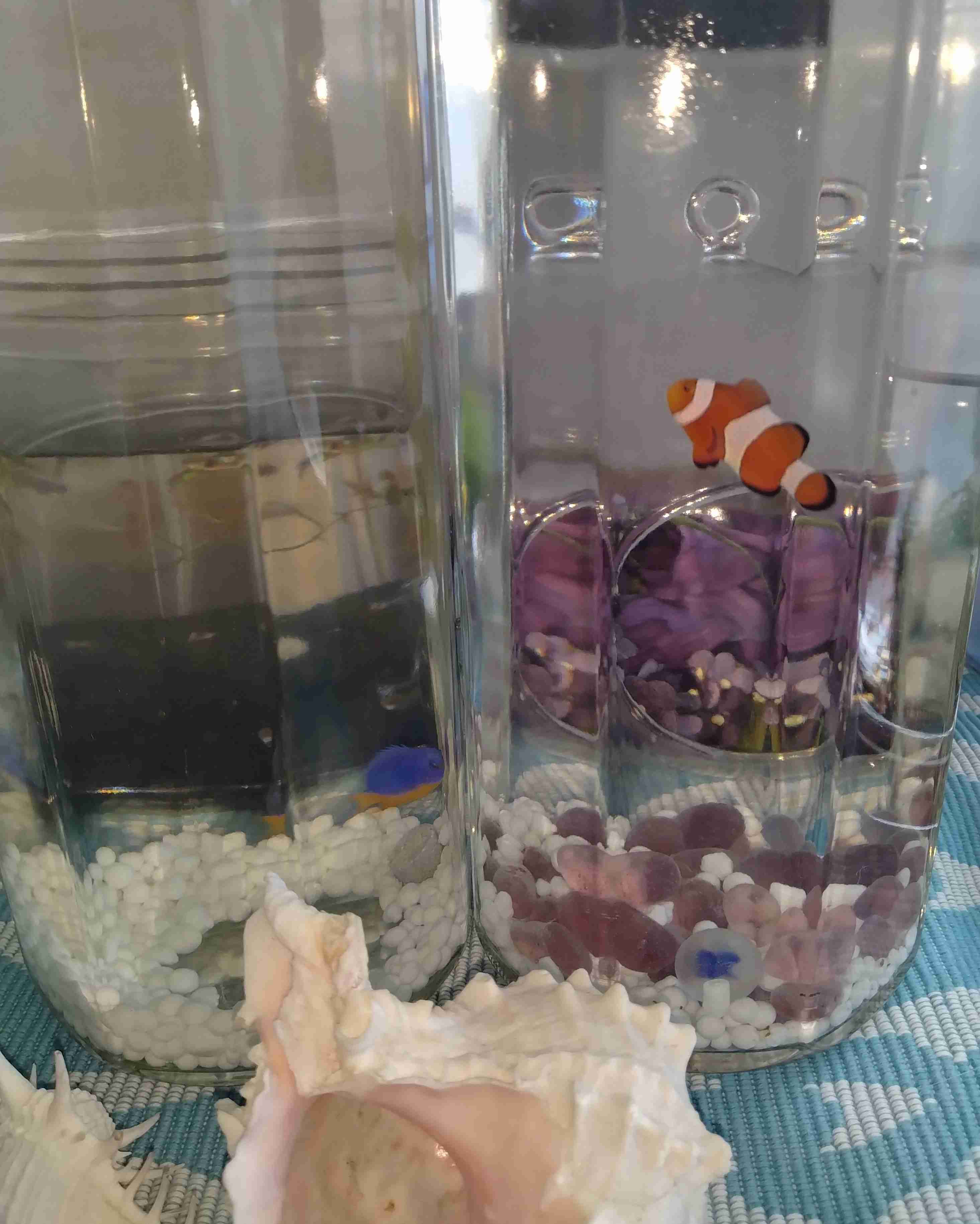 猫か犬か亀か鳥か魚かイモリ