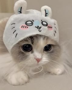 避妊手術・去勢手術をした猫