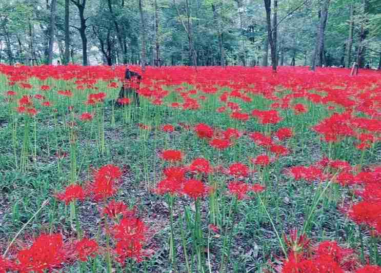 彼岸花の不思議な話・怖い話