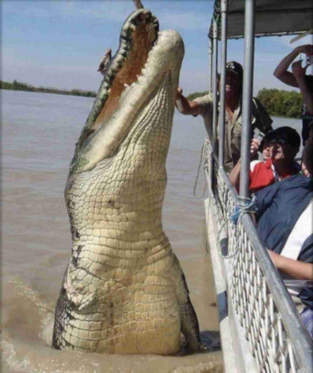 世界最大級のワニ、無許可で飼育…容疑の動物販売業の男逮捕