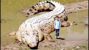 世界最大級のワニ、無許可で飼育…容疑の動物販売業の男逮捕