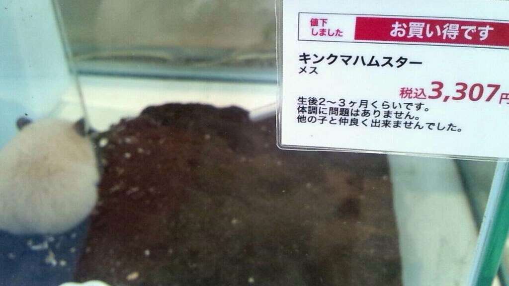 【独身子なし】とにかく孤独死を防ぎたい