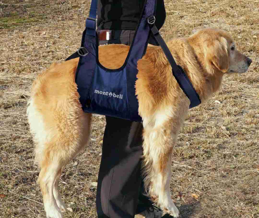 【獣医師が警鐘】愛犬と山登り、増える一方で事故も 「禁止されてないからOK」が危険な理由とは?