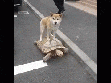 【獣医師が警鐘】愛犬と山登り、増える一方で事故も 「禁止されてないからOK」が危険な理由とは?