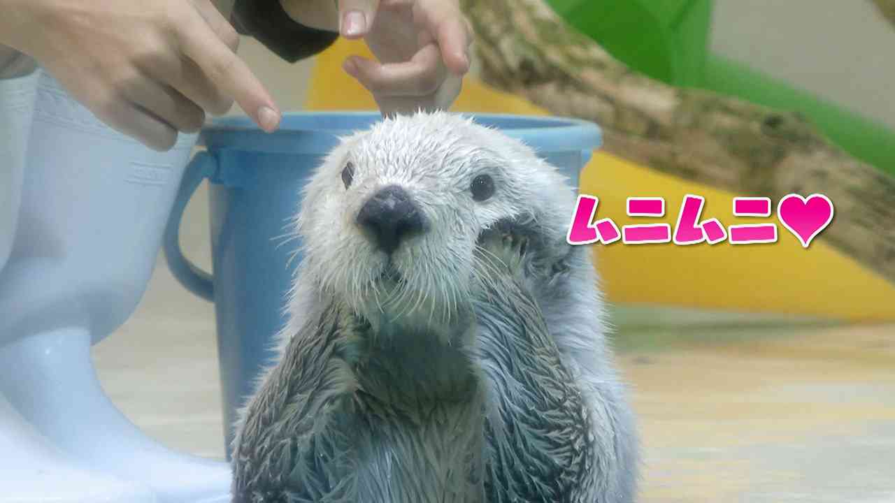【ちいかわ】ラッコ先生について語るトピ