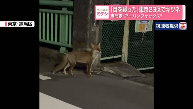 都内でクマ出没か「黒いものが前を」…道路沿いの崖を軽やかに登る様子 キャンプや登山で観光客多く訪れる東京・奥多摩町で