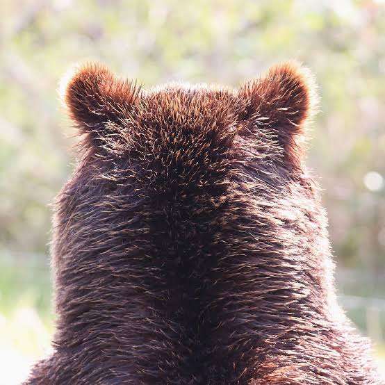 都内でクマ出没か「黒いものが前を」…道路沿いの崖を軽やかに登る様子 キャンプや登山で観光客多く訪れる東京・奥多摩町で