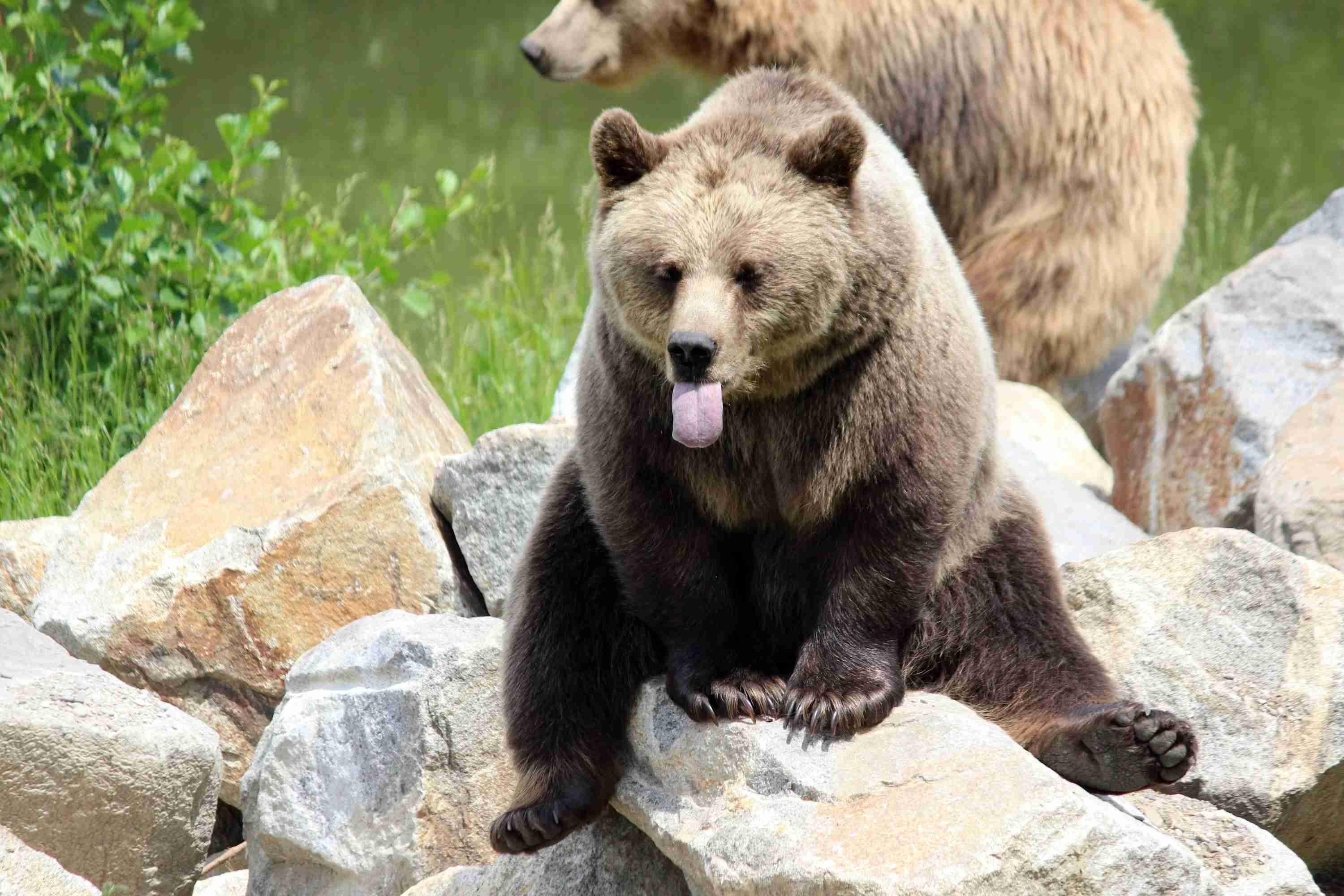 都内でクマ出没か「黒いものが前を」…道路沿いの崖を軽やかに登る様子 キャンプや登山で観光客多く訪れる東京・奥多摩町で