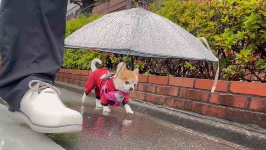 雨どうですか?
