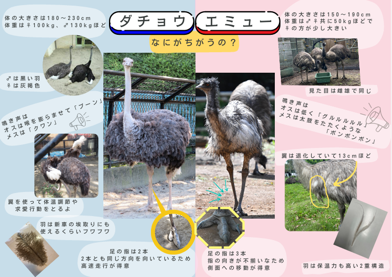体長約2mのダチョウが逃走も確保　警察がパトカーで追いかけるもダチョウの足が速く逃げられ捜索続いていた中　滋賀・守山市