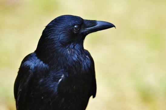 無彩色の動物誰が好き？