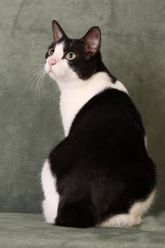 無彩色の動物誰が好き？