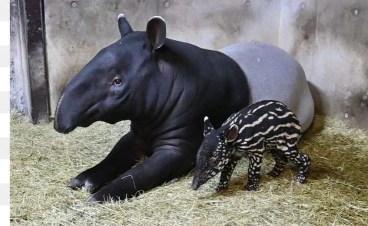 無彩色の動物誰が好き？