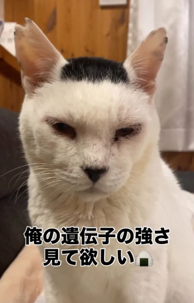 【ちいかわ】くりまんじゅう🤎好きな人〜集まりましょ( ╹▽╹ )