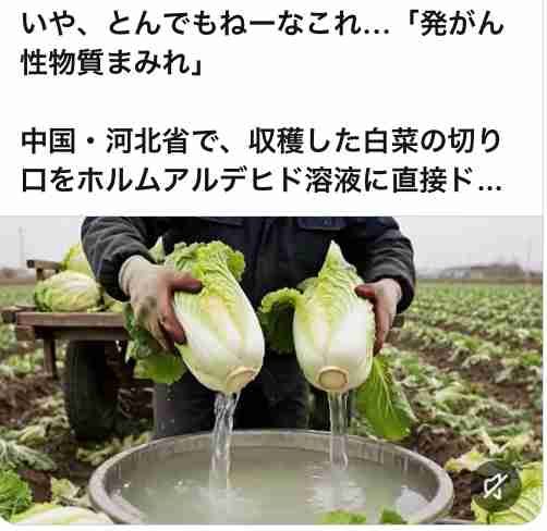 【告発】「本当に狂っています」中国で白菜をホルムアルデヒドに漬けて出荷 地元政府も事実認める「輸送中の鮮度保持が目的」 発がん性指摘も…日本への影響は?