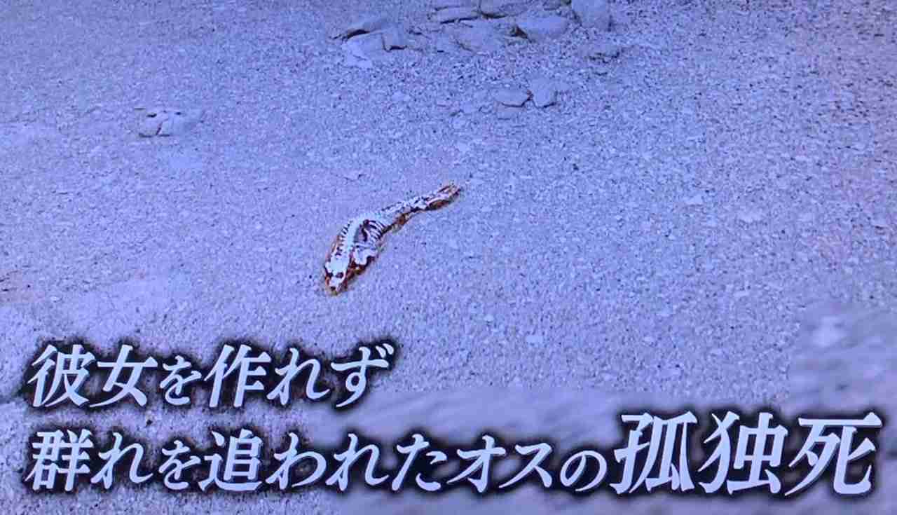 4歳下は年収1000万円､8歳下は2000万円が必要…毎月100人に申し込んでもお見合いが組めない40歳男性の勘違い