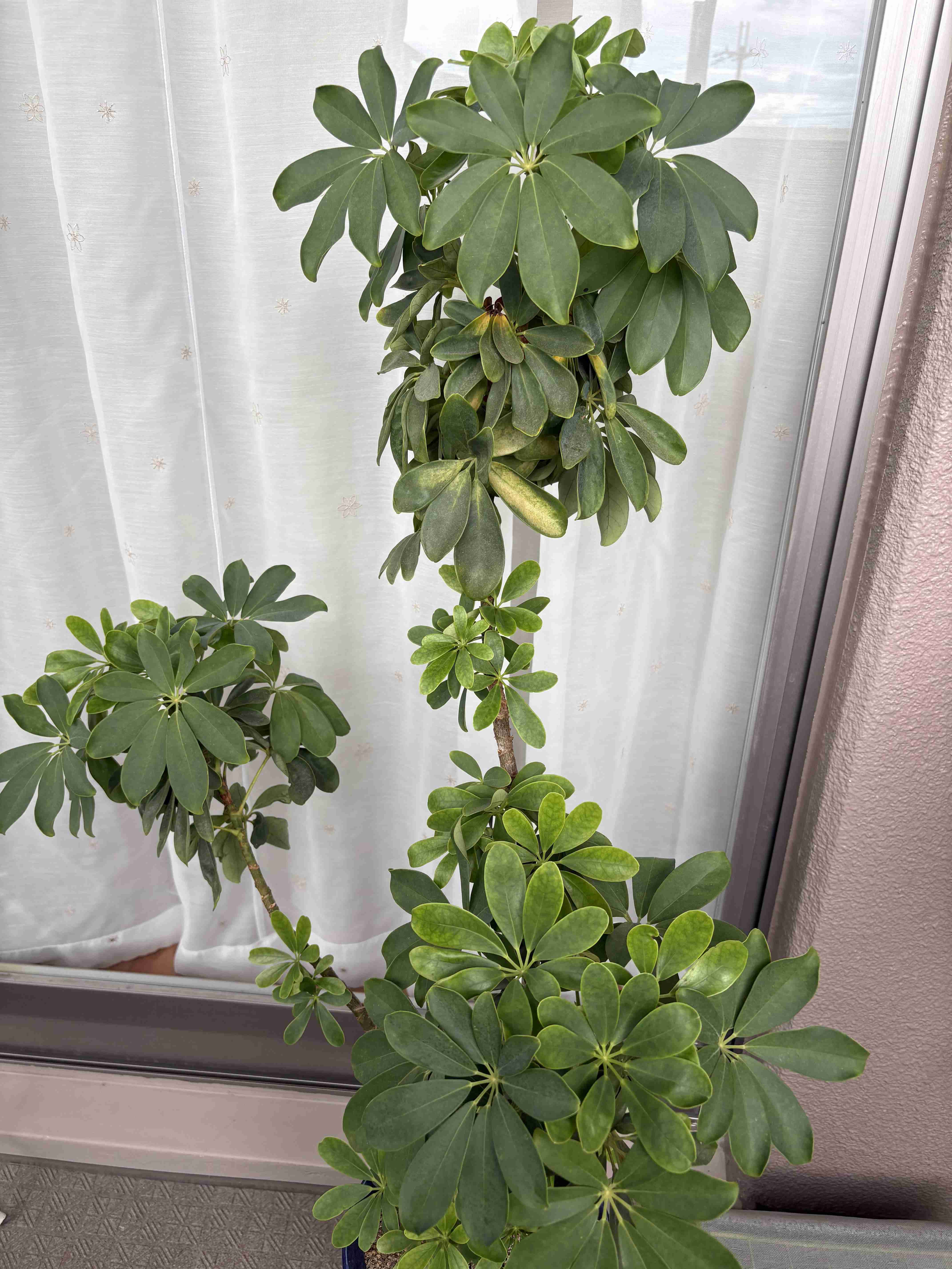 百均の観葉植物