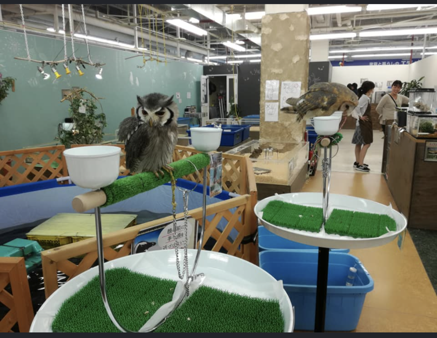 人気高まる「アニマルカフェ」に国が初めての実態調査へ “展示ルール”対応に差も…「動物福祉のリテラシーの向上を」