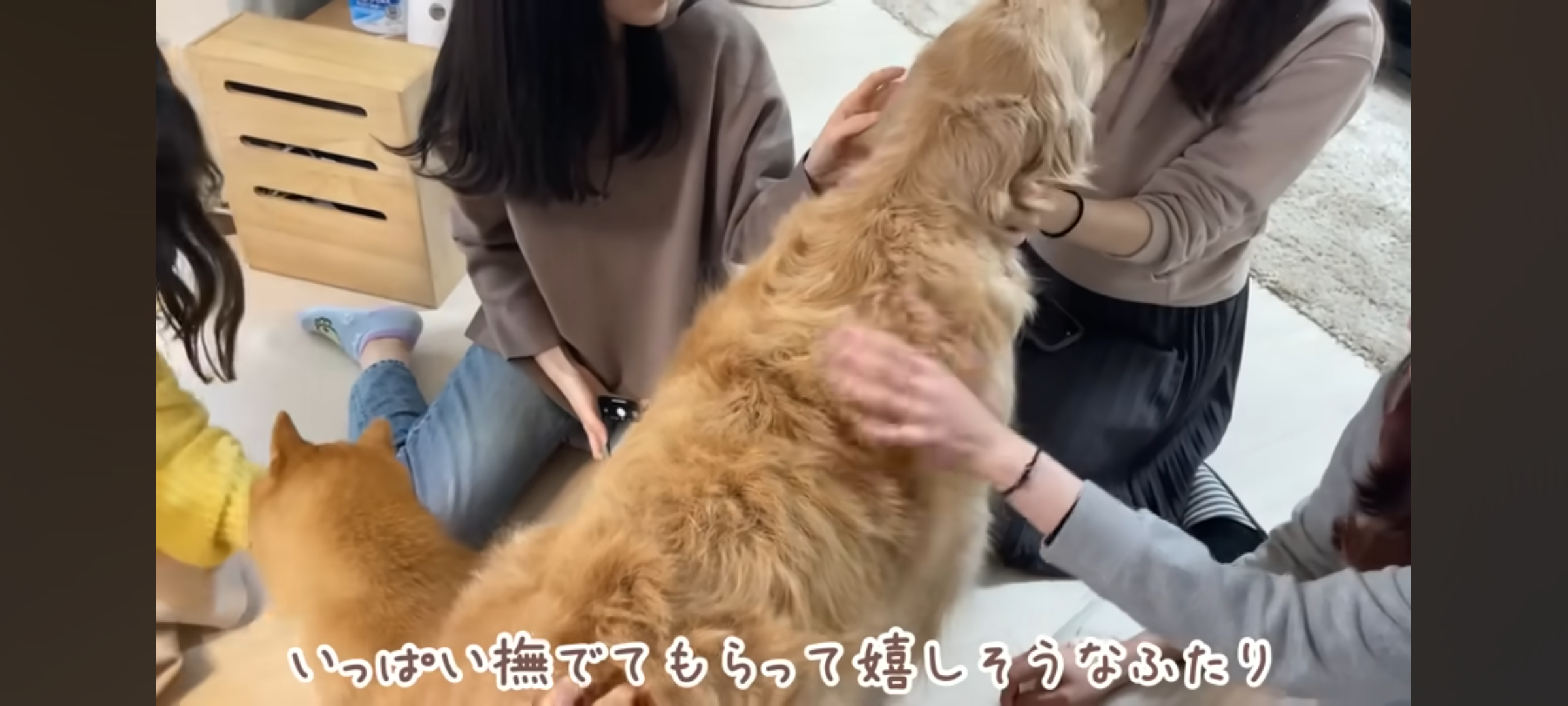 人気高まる「アニマルカフェ」に国が初めての実態調査へ “展示ルール”対応に差も…「動物福祉のリテラシーの向上を」