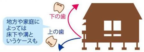 抜けた乳歯どうしてますか?