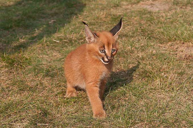 動物の画像を貼ってポケモンっぽい名前をつけるトピ