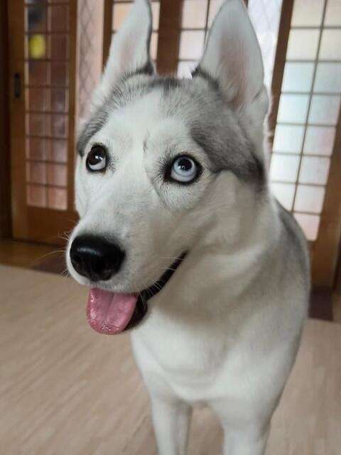 動物の画像を貼ってポケモンっぽい名前をつけるトピ