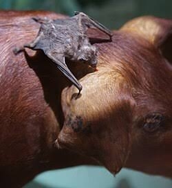 動物の画像を貼ってポケモンっぽい名前をつけるトピ