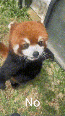 動物の画像を貼ってポケモンっぽい名前をつけるトピ