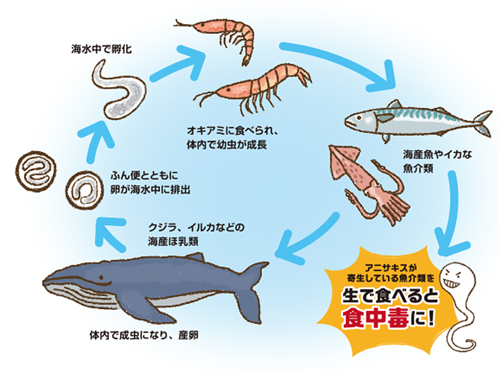 刺身好きだけどアニサキス怖い