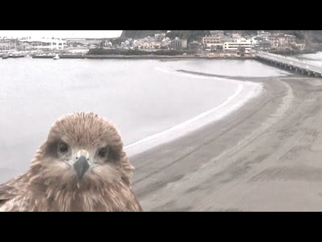 ライブカメラですごいものを見たことありますか?