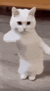 踊る画像集まってくれん？