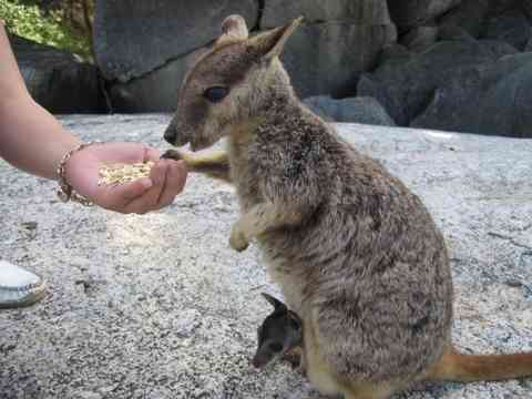 オーストラリアについて知っていること🇦🇺