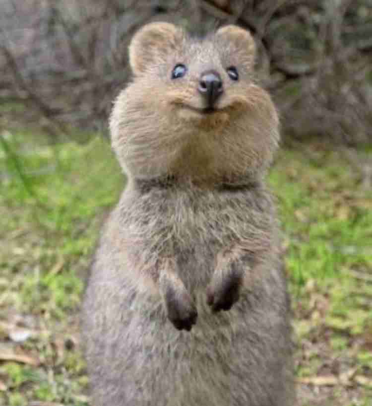 オーストラリアについて知っていること🇦🇺