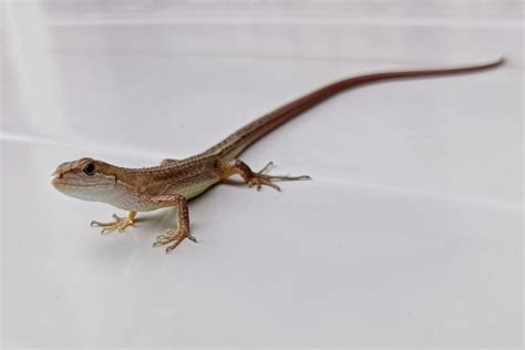 室内にカナヘビが入ってしまった、かも