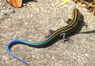 室内にカナヘビが入ってしまった、かも
