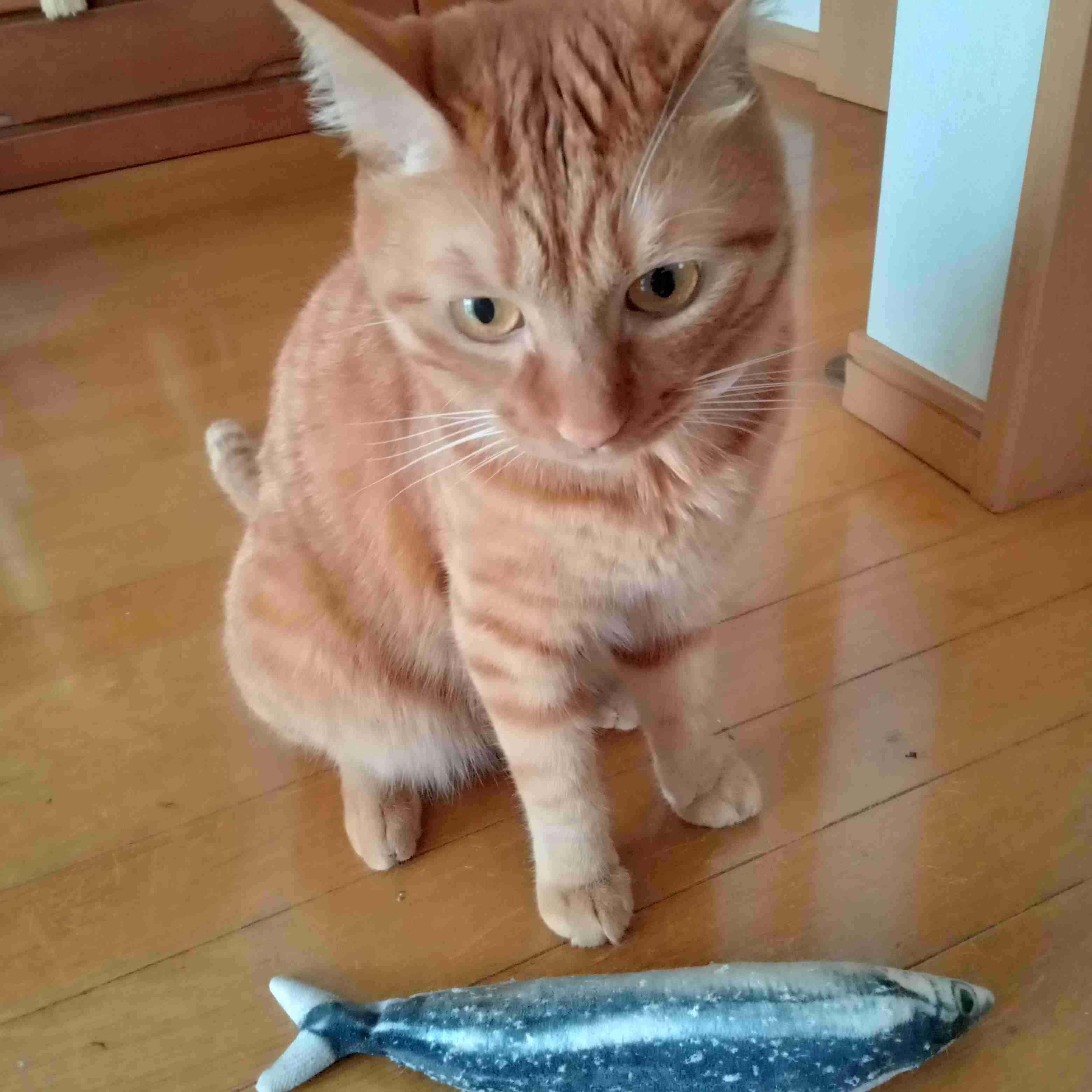 かわいい…《猫の種類》人気ランキング！　5位「雑種」4位「アメリカン・ショートヘアー」…TOP3は？