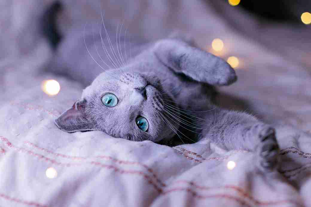 かわいい…《猫の種類》人気ランキング！　5位「雑種」4位「アメリカン・ショートヘアー」…TOP3は？