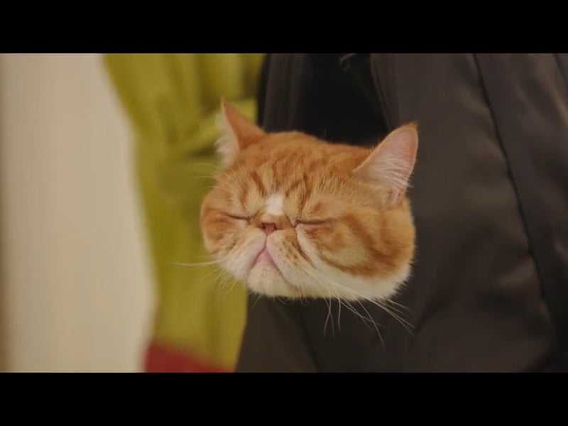 かわいい…《猫の種類》人気ランキング！　5位「雑種」4位「アメリカン・ショートヘアー」…TOP3は？