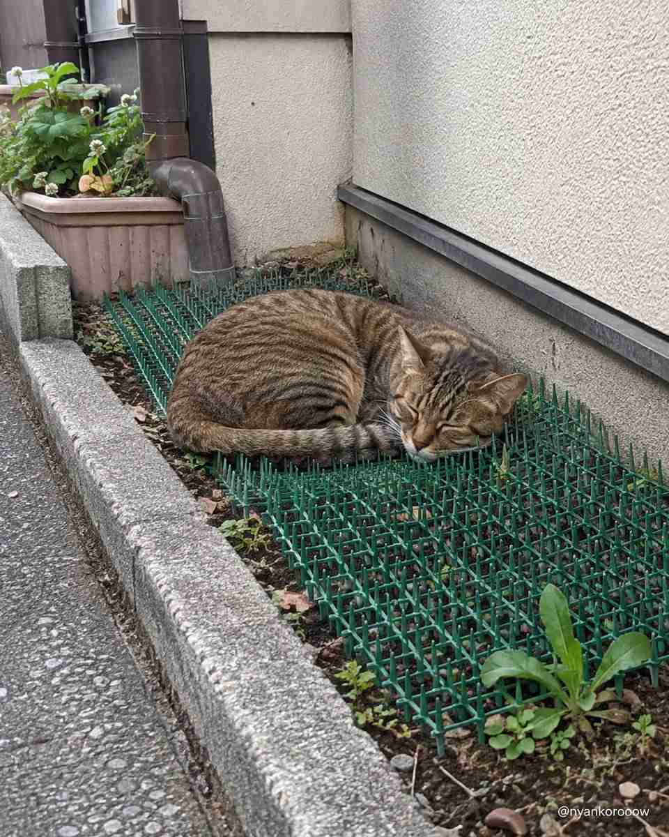 猫の画像を貼ると名前を付けてくれるトピ Part5