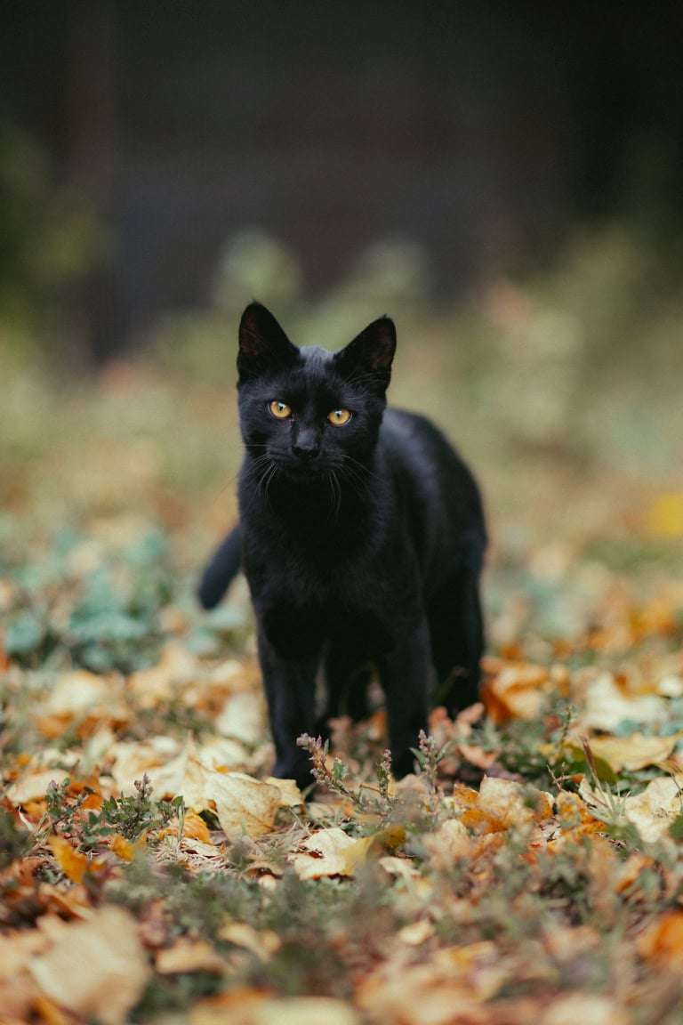 猫の画像を貼ると名前を付けてくれるトピ Part5